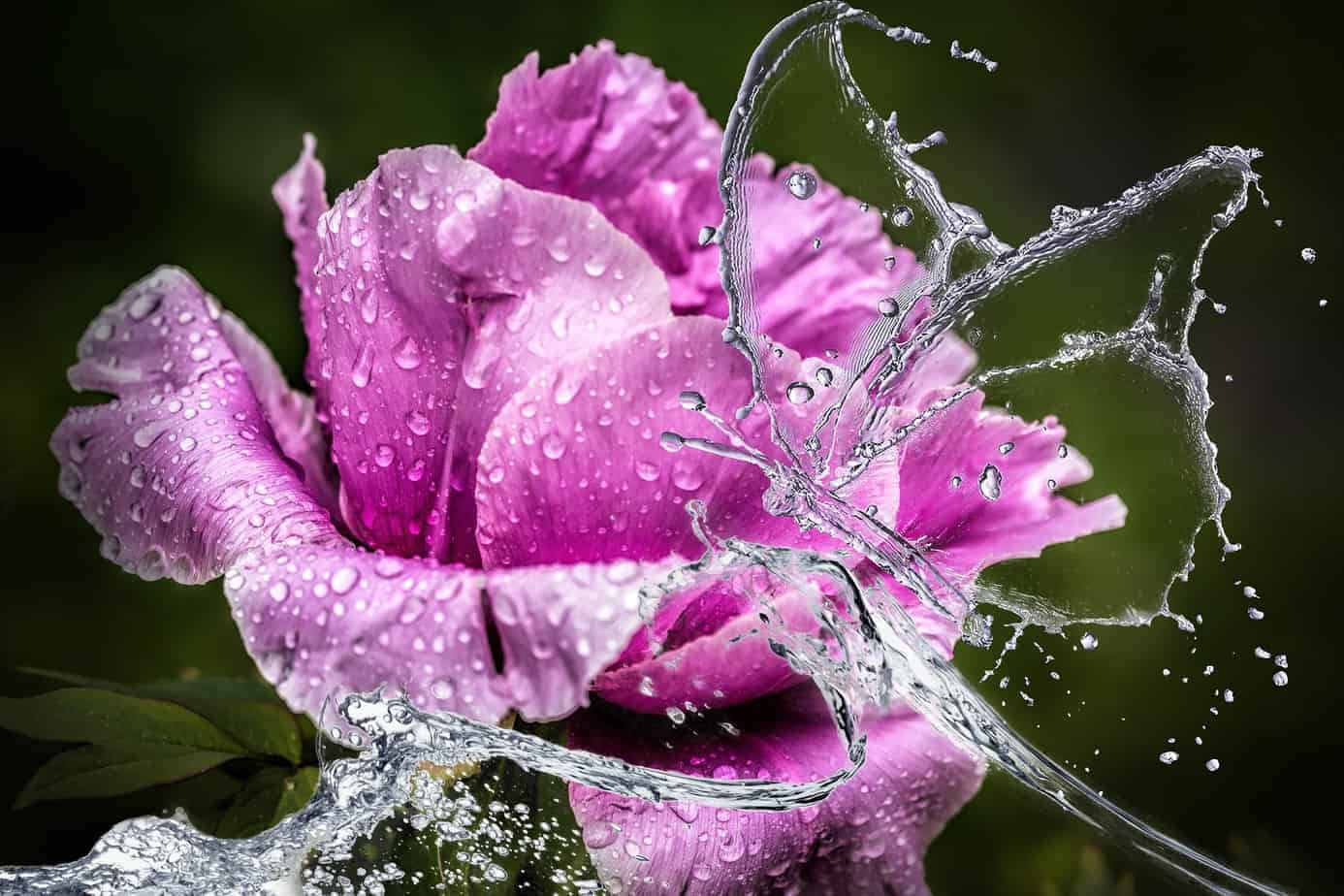 Pfingsten, Rose, Feiertag